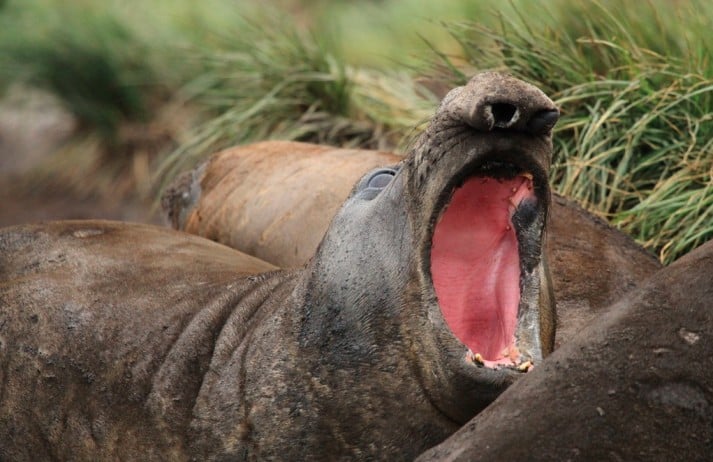 This seal does Intermittent Fasting by just eating...whenever it can catch fish.