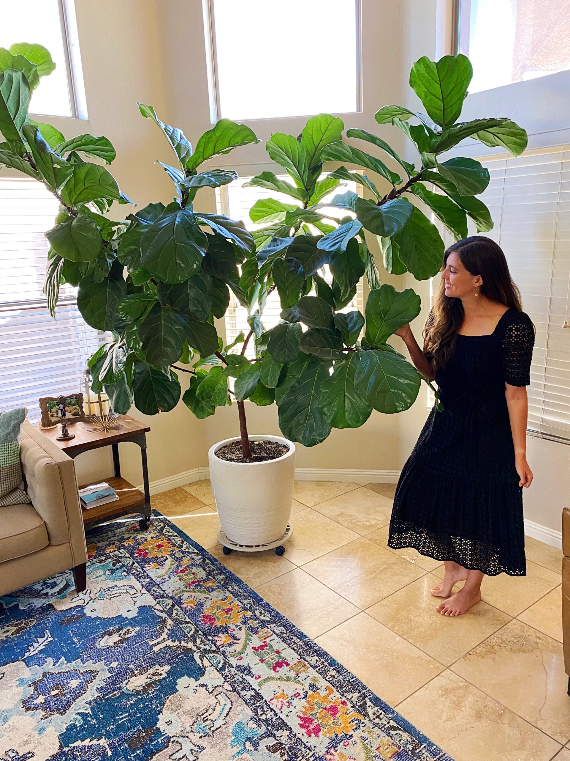 fiddle leaf fig tree