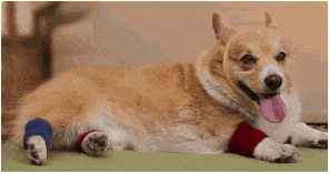 I wonder if this dog knows how his exercise factors into their TDEE and calorie goals. Probably not.